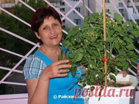 Райский Садочек - органическое земледелие - Томаты на балконе