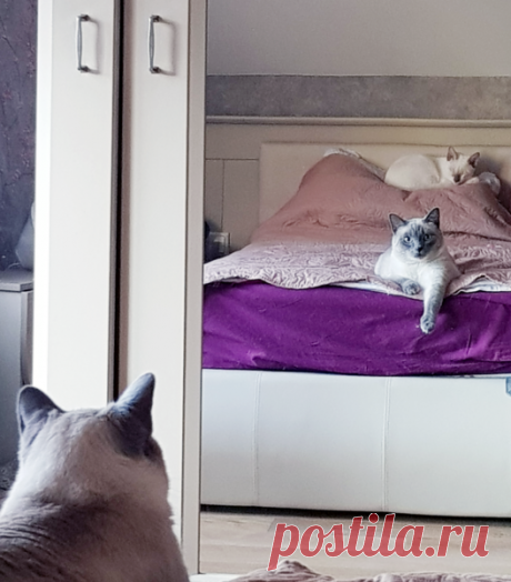 Видят ли коты себя в зеркале? | Котоблог | Яндекс Дзен