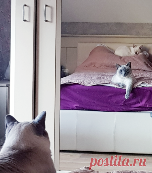 Видят ли коты себя в зеркале? | Котоблог | Яндекс Дзен