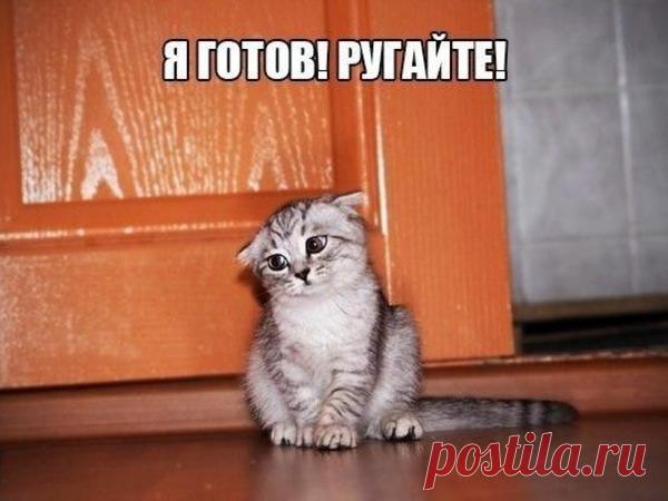 Друзья наши меньшие