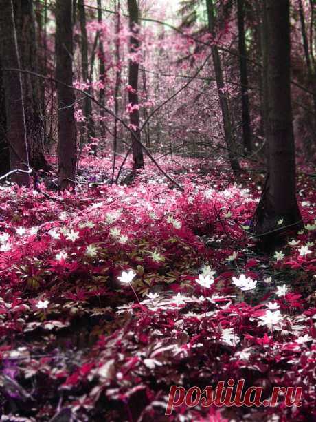 forest...magical | Scenic
