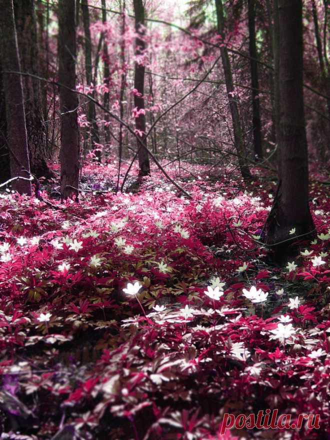 forest...magical | Scenic
