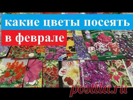 Какие ЦВЕТЫ ПОСЕЯТЬ В ФЕВРАЛЕ ОБЯЗАТЕЛЬНО🌷САМЫЕ НЕПРИХОТЛИВЫЕ ЦВЕТЫ что сажать