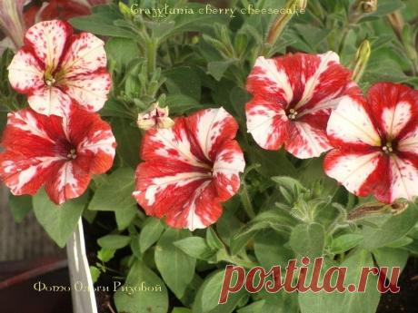 Петуния - хвастаемся цветущими растениями - Страница 15 - Форум цветоводов Фрау Флора