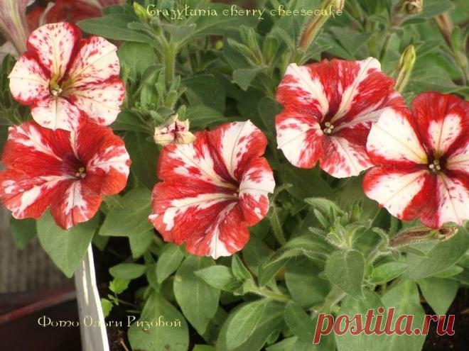 Петуния - хвастаемся цветущими растениями - Страница 15 - Форум цветоводов Фрау Флора