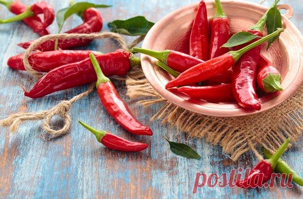 Как вырастить острый перец на подоконнике? | Огород на подоконнике | Яндекс Дзен