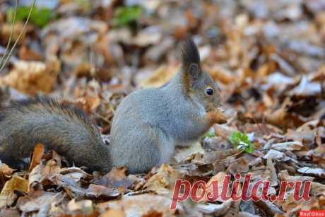 Фото: Белка. Фотограф Константин Анисимов. Фото животных - Фотосайт Расфокус.ру