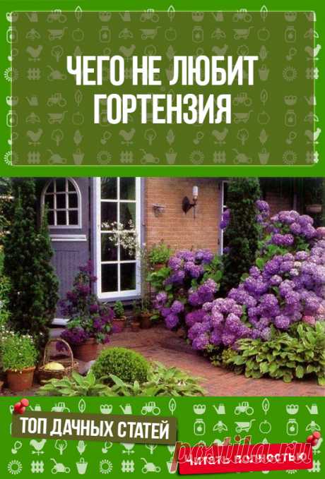 супер!! Чего не любит гортензия? Посадка. Подкормка. Обрезка