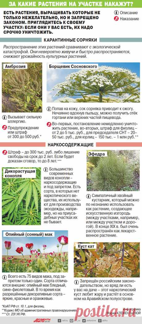 За какие растения на участке накажут?