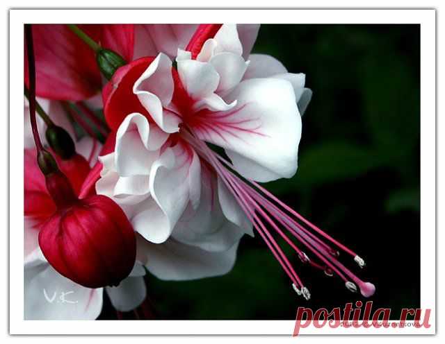 MAKRO FOTO