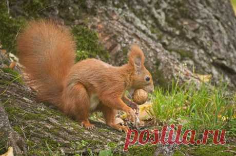 Nutty squirrel [explored] Red squirrel (Sciurus vulgaris) standing at a base of a tree with a tasty walnut in its beak.  Wiewiórka (Sciurus vulgaris) stojąca u podstawy drzewa ze smakowitym orzechem włoskim w pyszczku.