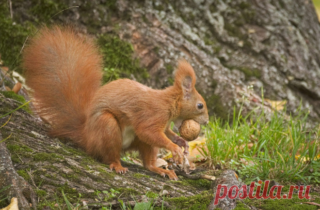 Nutty squirrel [explored] Red squirrel (Sciurus vulgaris) standing at a base of a tree with a tasty walnut in its beak.  Wiewiórka (Sciurus vulgaris) stojąca u podstawy drzewa ze smakowitym orzechem włoskim w pyszczku.