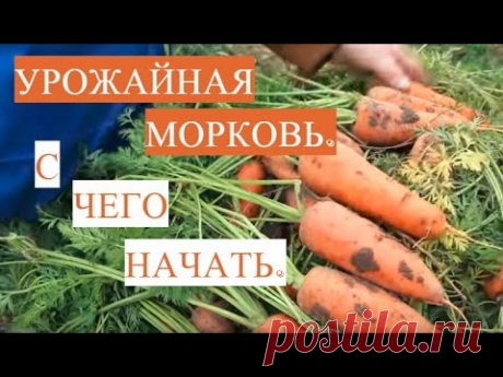 Отличная Всхожесть Семян! Как Подготовить Семена Моркови к Посадке.