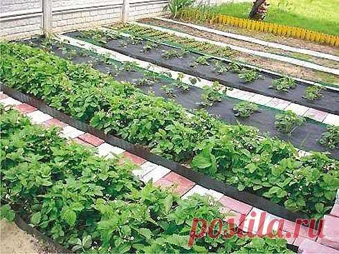 Маленькие секретики садоводу - огороднику. 
1. Йод для капусты. В ведро воды добавить 40 капель йода. Когда начнет формироваться кочан, поливать капусту под растение по 1 литру.
2. Ускорение пророста. Чтобы семена быстрее проросли их замачивают в растворе перекиси водорода (4%) на 12 часов (капуста), а семена помидоров и свеклы - на 24 часа. Для обеззараживания семян (вместо марганцовки) их обрабатывают 10% перекисью водорода 20 минут. Соотношение раствора и семян 1:1. Зат...