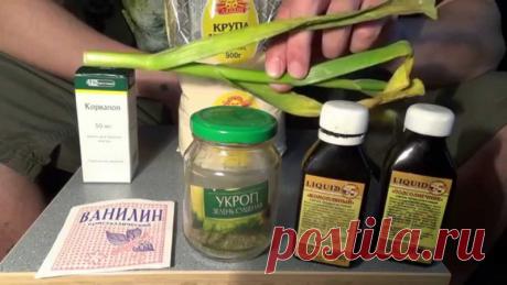 Лучшие варианты ароматизаторов для карася – Рыбалке.нет