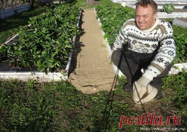 Как сделать,чтобы между грядками не росла трава.