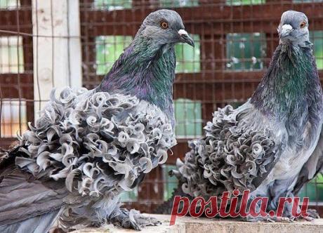 ...КРАСАВЦЫ !!! )