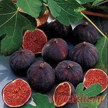 Выращивание инжира | Образцовая Усадьба