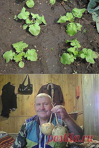 Как вырастить репу

Я выращиваю репу только для осенне-зимнего потребления, поэтому срок посева для нее на моем участке наступает 5-15 июля, не раньше. Место для посадки репы нужно выбирать так, чтобы предшественниками были огурцы, картофель или свекла. Я, как правило, высеваю репку на место освободившееся после выкорчевки отплодоносившей старой клубники.