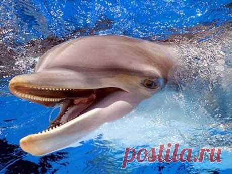 Волшебство: музыка дельфинов