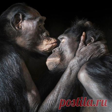 Наши ближайшие родственники