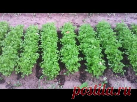 Как сажать кинзу семенами в открытом грунте