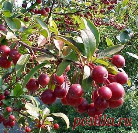 Боярышник яблоне не товарищ