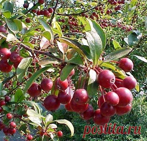 Боярышник яблоне не товарищ