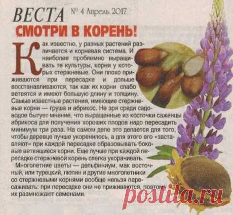 О пересадке растений со стержневым корнем