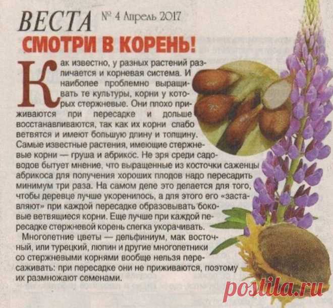 О пересадке растений со стержневым корнем