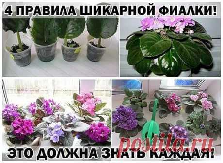 (5) Одноклассники