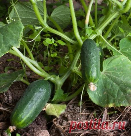 ТАЙНЫ ВЫРАЩИВАНИЯ ОГУРЦОВ