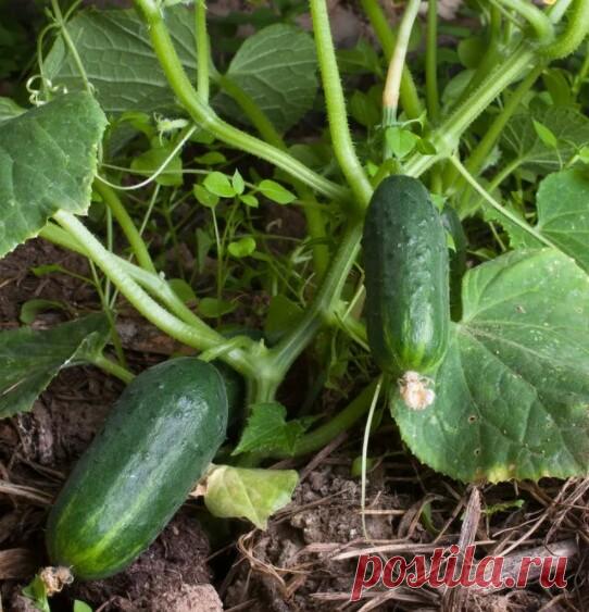 ТАЙНЫ ВЫРАЩИВАНИЯ ОГУРЦОВ