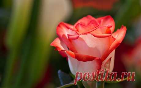 Я люблю ✿ ЦВЕТЫ ✿ | I ♥ Flowers