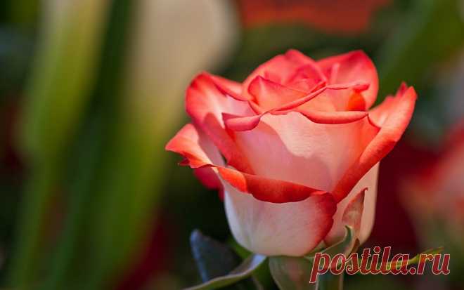 Я люблю ✿ ЦВЕТЫ ✿ | I ♥ Flowers