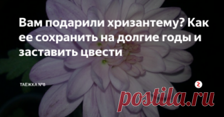 Вам подарили хризантему? Как ее сохранить на долгие годы и заставить цвести | ТАЁЖКА №8 | Яндекс Дзен