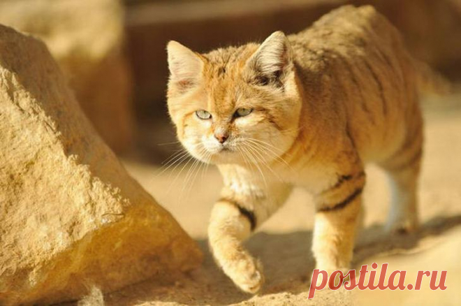 Необыкновенная барханная кошка