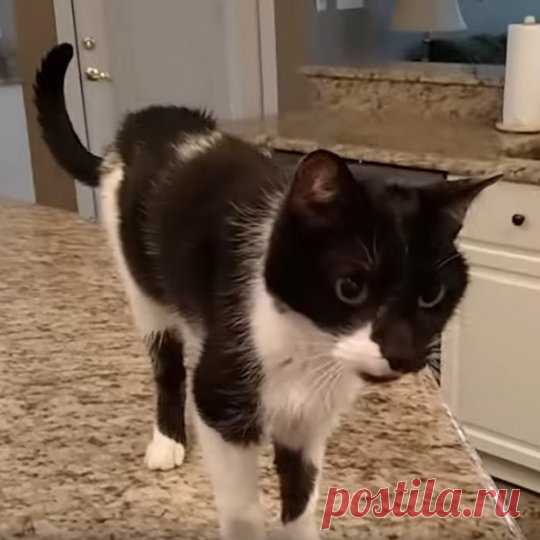 Кот Джек с самым низким «Мяу» взорвал сеть | Новости | animal.ru