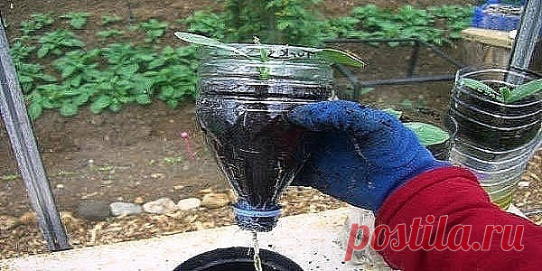Огурцы в бутылках — удобно и выгодно! новый способ — 2017 Как посадить и
вырастить огурцы, наслышаны все огородники. Однако всегда находятся те, кто
подходит к процессу творчески. Причины разные: хочется свежих овощей, но нет
дачного участка, или климат не слишком благоприятствует выращиванию, и т.д. Так
появился новый способ — посадка огурцов в пластиковые бутылки, который оказался
удобен и эффективен для многих овощеводов. Пластиковые бутылки уже приспособили
под разные ...