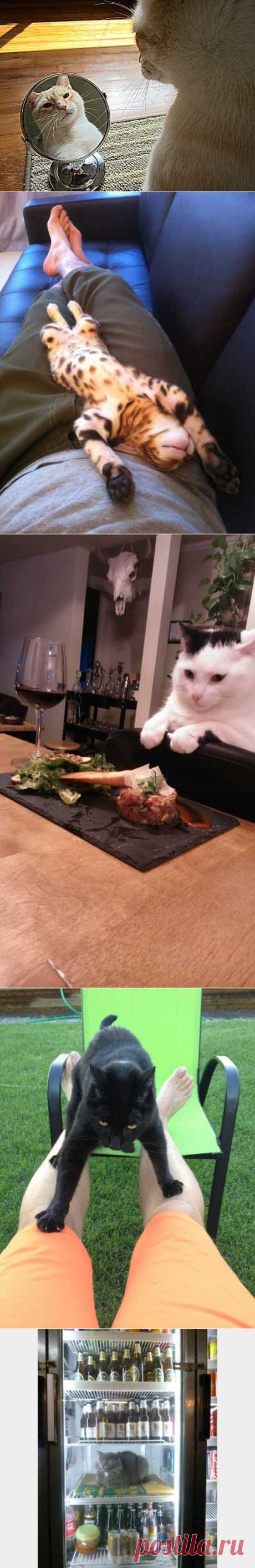 Котики / Питомцы