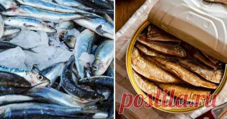 Шпроты из салаки: как приготовить консервы в домашних условиях – рецепт | FoodOboz Шпроты из салаки и мойвы, как приготовить шпроты в домашних условиях, шпроты в духовке, шпроты на сковороде без выпечки