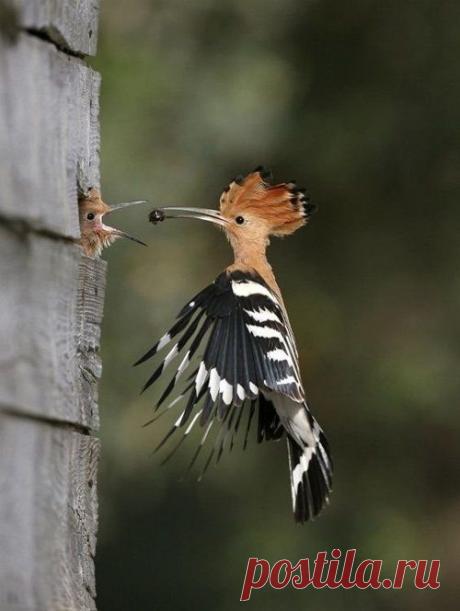 feeding time ... | Birds of a Feather...