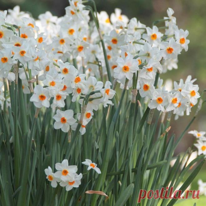 Кидать семена повсюду семяныч о сидбомбинге