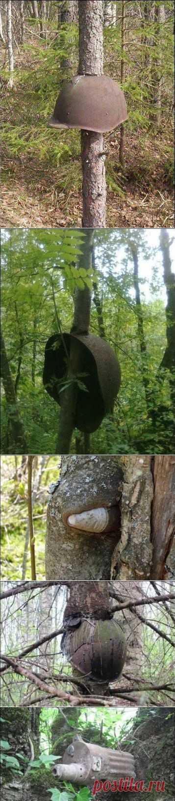 After all our wars, nature wins — Trees growing through and around old guns, helmets, and more [8 pics] | 22 Words. После всех наших войн, победителем всегда становится природа.