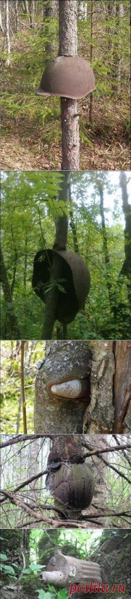 After all our wars, nature wins — Trees growing through and around old guns, helmets, and more [8 pics] | 22 Words. После всех наших войн, победителем всегда становится природа.