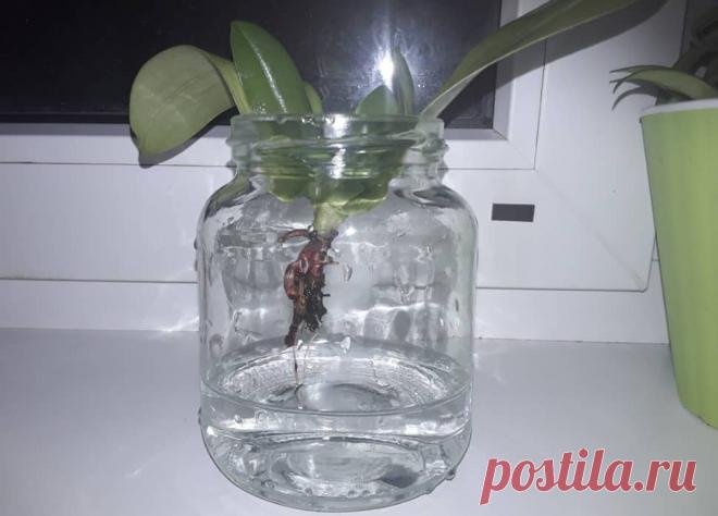 Укоренение орхидеи без корней, в воде Как укоренить орхидею без корней. Как укоренить орхидею без корней. Подготовка к укоренению. Существующие способы укоренения.