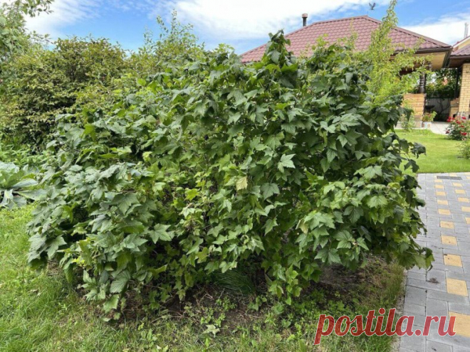 Плохие соседи для смородины 
 
Смородина совершенно неприхотливая культура, качество урожая будет зависеть от сорта, погодных условий и, как оказалось, от растущих посадок по соседству 
 
1. Плохими кандидатами можно считать смородину других цветов - красную и белую. Представьте, один кустарник заболел, в в след за ним подхватили и все остальные - у них одни вредители и болячки на всех 
 
2. Растения-водохлебы: слива, ирга, берёза. Смородина будет страдать от недостатка вл...