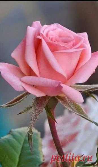 (385) Pinterest • Всемирный каталог идей