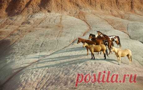 Mountain, herd of horses, horses картинки на весь экран рабочего стола компьютера