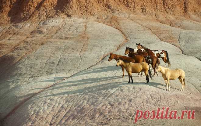 Mountain, herd of horses, horses картинки на весь экран рабочего стола компьютера